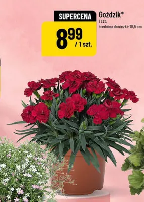 Goździk średnica doniczki 10,5cm promocja w POLOmarket