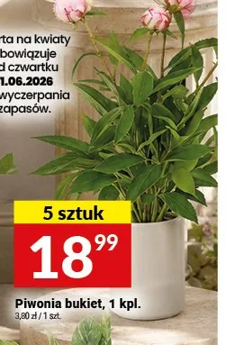 Piwonia bukiet 5-pak promocja w Twój Market