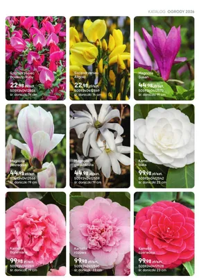 Magnolia pośrednia promocja w Castorama