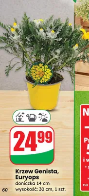 Krzew Genista, Euryops doniczka 14 cm wysokość: 30 cm promocja w Dino