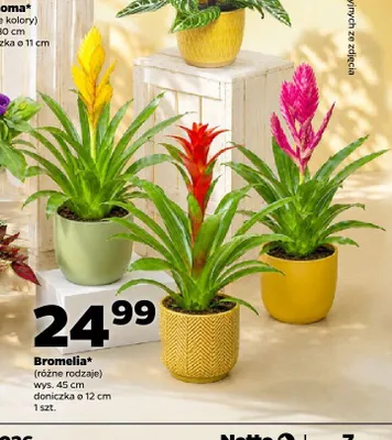 Bromelia promocja w Netto