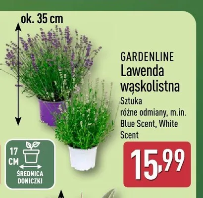 Lawenda wąskolistna Gardenline promocja w Aldi