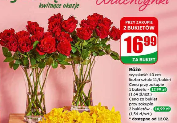 Żonkile promocja w Dino