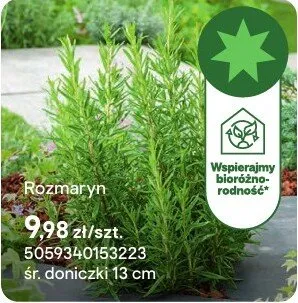 Zioła Rozmaryn promocja w Castorama