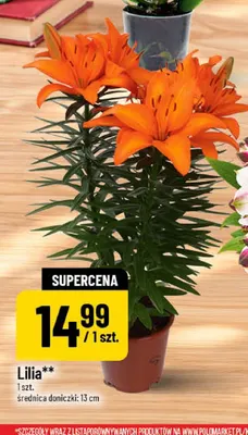 Lilia promocja w POLOmarket