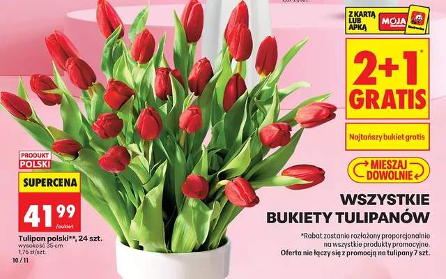 Tulipan polski 24 szt. promocja w Biedronka