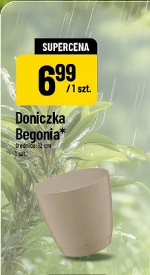 Doniczka Begonia 12 cm promocja w POLOmarket