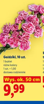 Goździki 10-pak promocja w Lidl