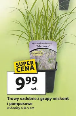 Trawy ozdobne z grupy miskant i pampasowe promocja w Auchan