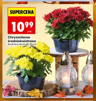 Chryzantema średniokwiatowa promocja w Biedronka