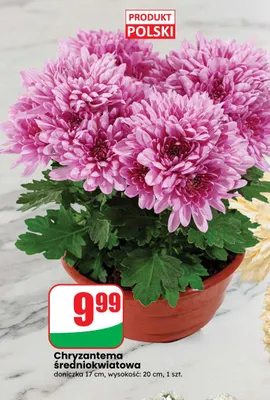 Chryzantema średniokwiatowa doniczka 17 cm wysokość 20 promocja w Dino
