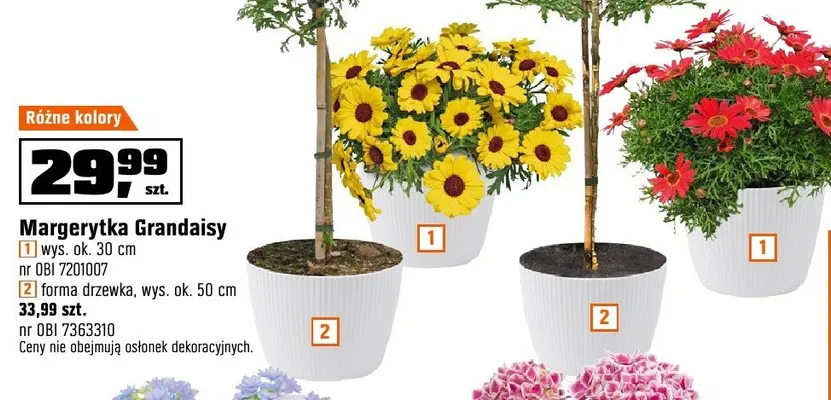 Margerytka Grandaisy forma drzewka, wys. ok. 50 cm promocja w OBI