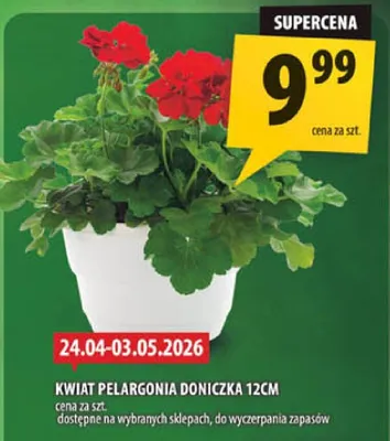 Kwiat pelargonia doniczka 12cm promocja w Arhelan