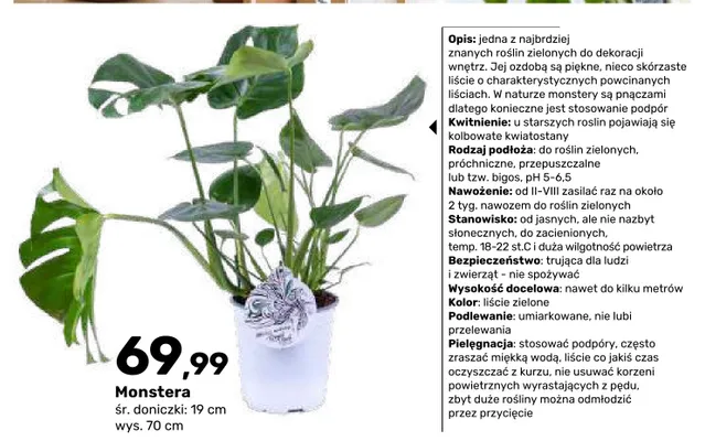 Monstera promocja w Bricomarche