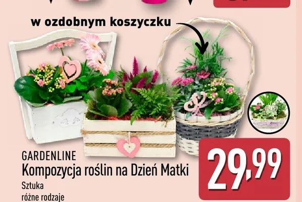 Kompozycja roślin na Dzień Matki GARDENLINE promocja w Aldi