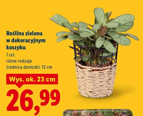 Roślina zielona w dekoracyjnym koszyku promocja w Lidl