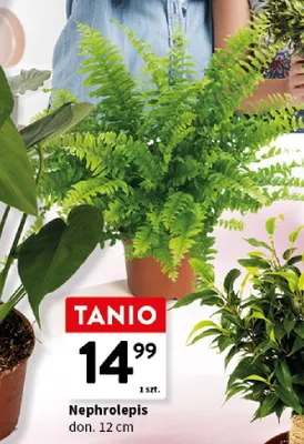Nephrolepis don. 12cm promocja w Intermarche