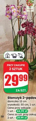 Storczyk 2-pędowy doniczka 12 cm  promocja w Dino