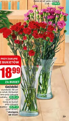 Goździki bukiet 10 sztuk promocja w Dino
