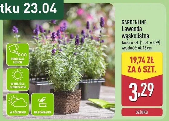 Lawenda wąskolistna promocja w Aldi