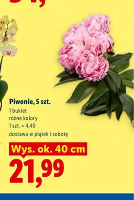 Piwonie 5-pak promocja w Lidl