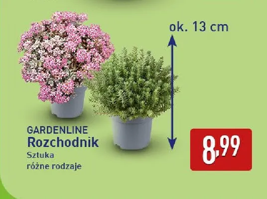 Rozchodnik Gardenline promocja w Aldi