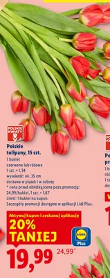 Polskie tulipany czerwone lub różowe 15szt. promocja w Lidl