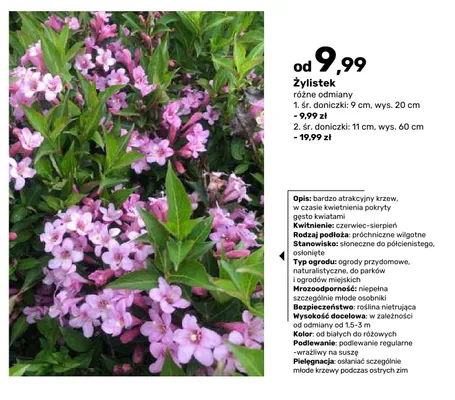 Krzew żylistek śr. doniczki 9 cm promocja w Bricomarche