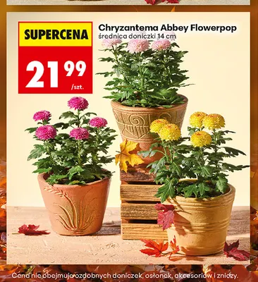 Chryzantema Abbey Flowerpop promocja w Biedronka