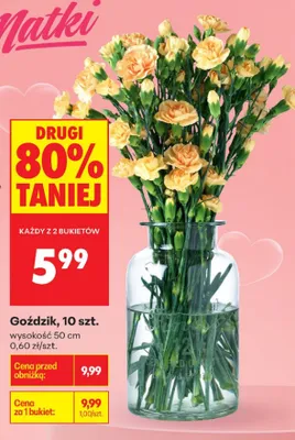 Goździk wysokość 50cm promocja w Biedronka