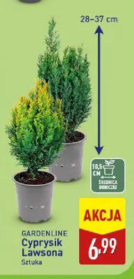 Cyprysik Lawsona Gardenline promocja w Aldi