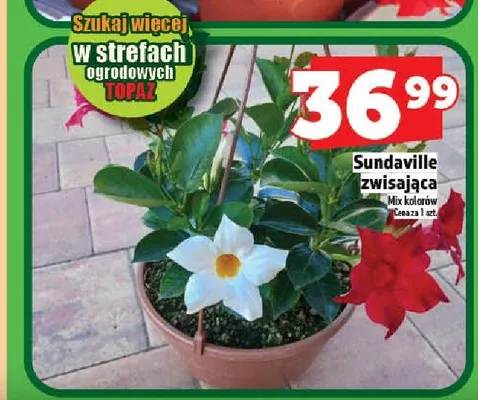 Sundaville zwisająca promocja w TOPAZ