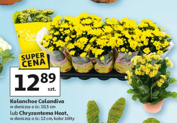 Chryzantema Heat w doniczce ø śr: 12 cm, kolor żółty promocja w Auchan
