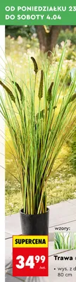 Trawa dekoracyjna promocja w Biedronka