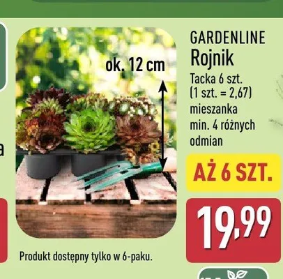 Rojnik Gardenline promocja w Aldi