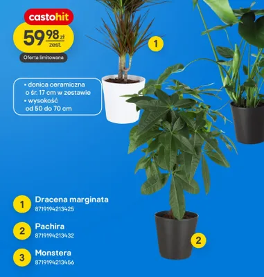 Roślina doniczkowa Pachira promocja w Castorama