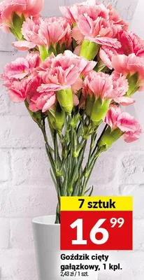 Goździk cięty gałązkowy 7 sztuk promocja w Twój Market