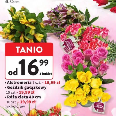 Goździk gałązkowy 10szt promocja w Intermarche
