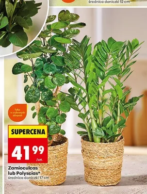 Zamioculcas promocja w Biedronka