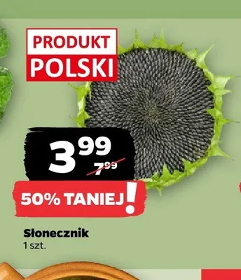 Słonecznik promocja w Netto