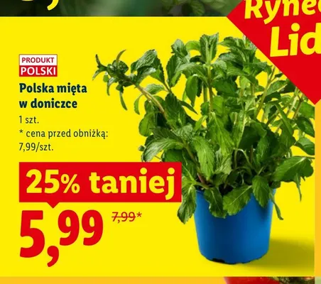 Polska mięta w doniczce Ryneczek Lidla promocja w Lidl