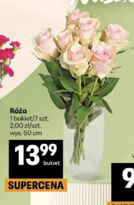 Róża promocja w Delikatesy Centrum