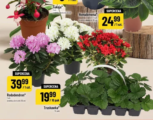 Homalomena promocja w POLOmarket