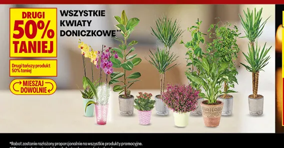 Kwiaty doniczkowe promocja w Biedronka
