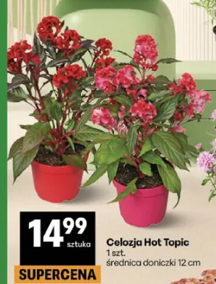 Celozja Hot Topic promocja w Delikatesy Centrum