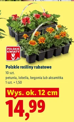 Polskie rośliny rabatowe petunia, lobelia, begonia lub aksamitka promocja w Lidl