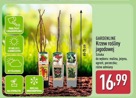 Krzew rośliny jagodowej promocja w Aldi