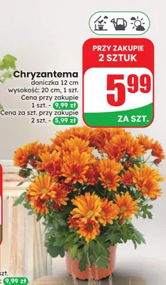 Chryzantema doniczka 12 cm wysokość 20 promocja w Dino