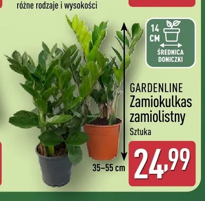 Zamiokulkas zamiolistny Gardenline promocja w Aldi