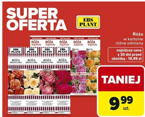 Róża w kartonie różne odmiany promocja w Carrefour